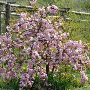 Prunus serrulata Kiku Shidare