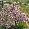 Prunus serrulata Kiku Shidare