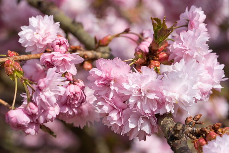 Prunus serrulata Kiku Shidare