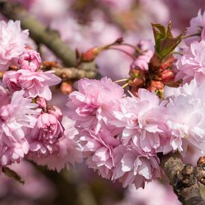 Prunus serrulata Kiku Shidare