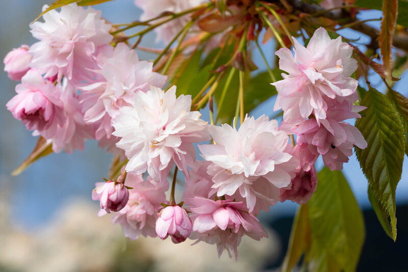 Prunus serrulata Kiku Shidare