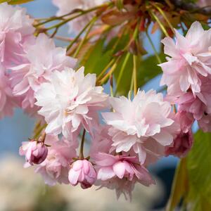Prunus serrulata Kiku Shidare