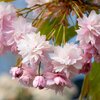 Prunus serrulata Kiku Shidare