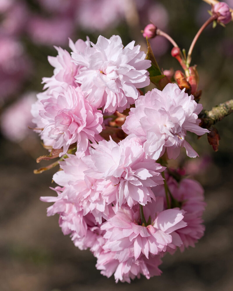Prunus serrulata Kiku Shidare