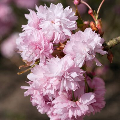 Prunus serrulata Kiku Shidare