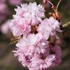 Prunus serrulata Kiku Shidare