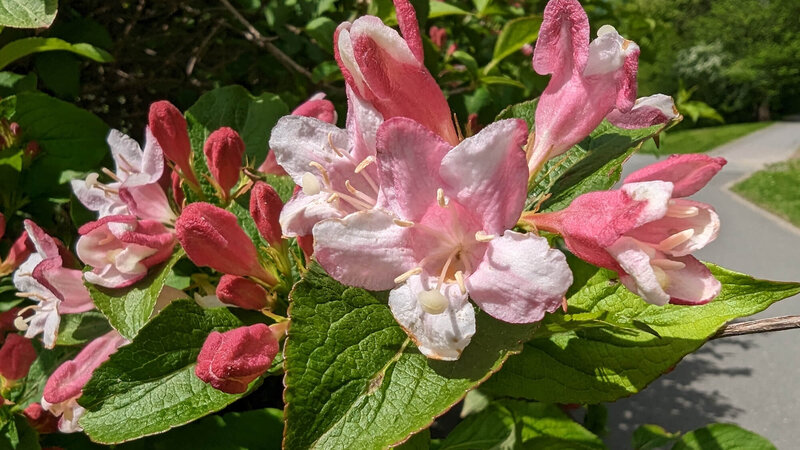 Weigela florida Vintage Love