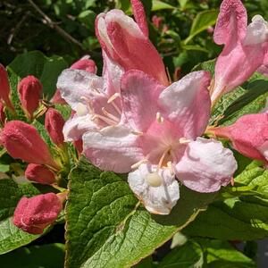 Weigela florida Vintage Love
