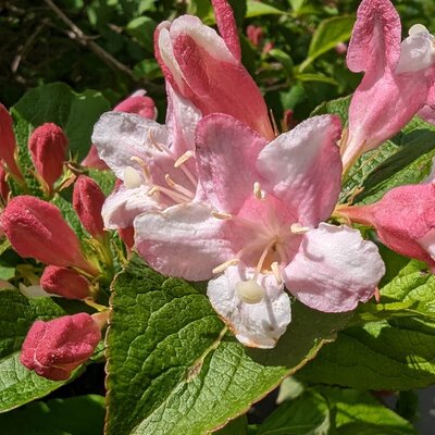 Weigela florida Vintage Love
