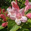Weigela florida Vintage Love