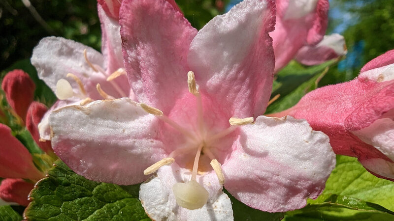 Weigela florida Vintage Love
