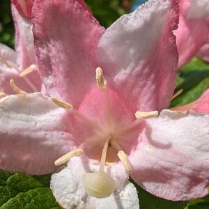 Weigela florida Vintage Love