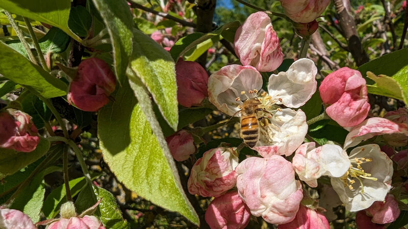 Weigela florida Vintage Love
