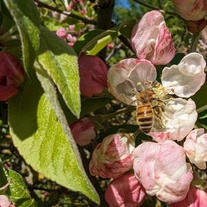 Weigela florida Vintage Love