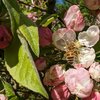 Weigela florida Vintage Love