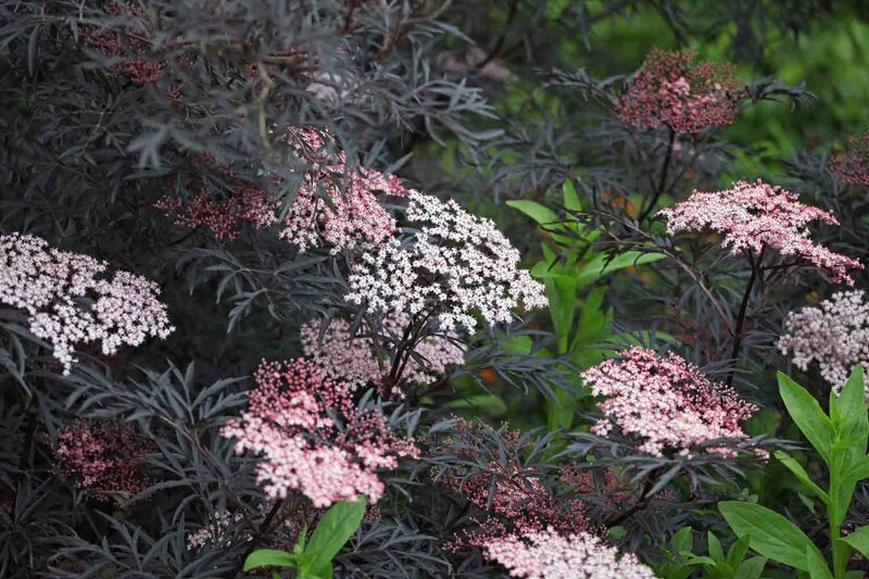 Sambucus nigra 'Cherry Lace'
