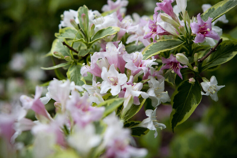 Weigela florida Nana Variegata