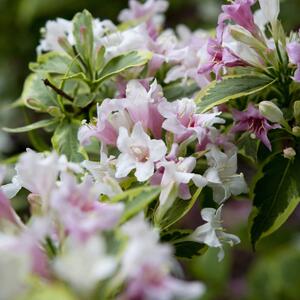 Weigela florida Nana Variegata