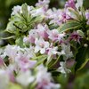 Weigela florida Nana Variegata