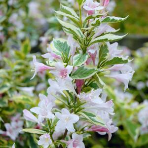 Weigela florida Nana Variegata
