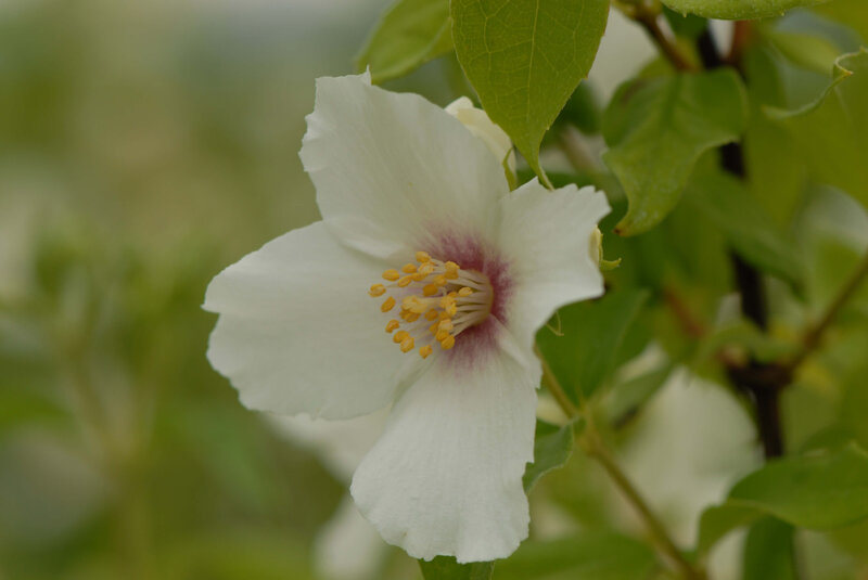 Philadelphus Belle Etoile