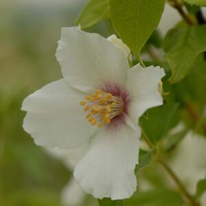 Philadelphus Belle Etoile