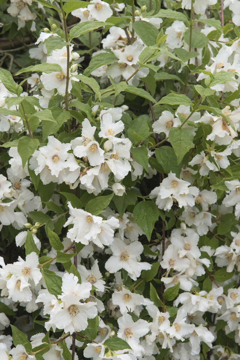 Philadelphus Belle Etoile
