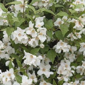 Philadelphus Belle Etoile