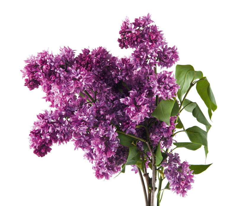 Syringa vulgaris Charles Joly