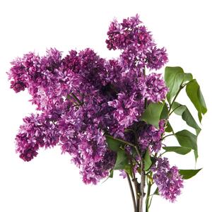 Syringa vulgaris Charles Joly