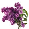 Syringa vulgaris Charles Joly