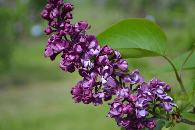 Syringa vulgaris Charles Joly