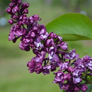 Syringa vulgaris Charles Joly