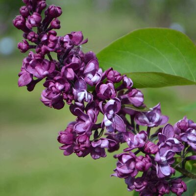 Syringa vulgaris Charles Joly