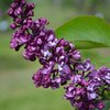 Syringa vulgaris Charles Joly