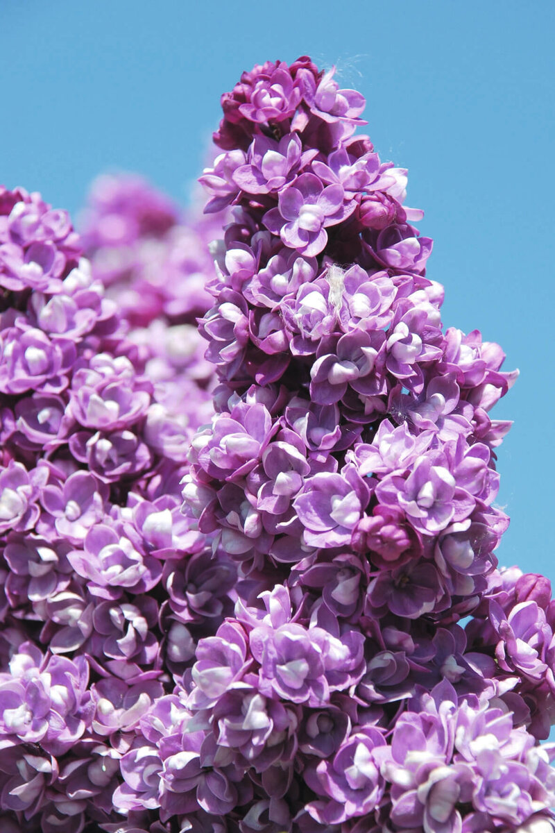Syringa vulgaris Charles Joly
