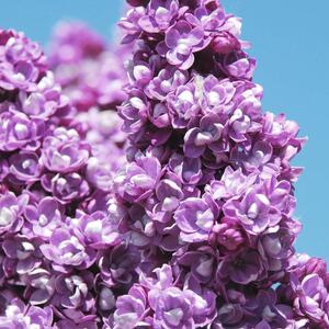 Syringa vulgaris Charles Joly