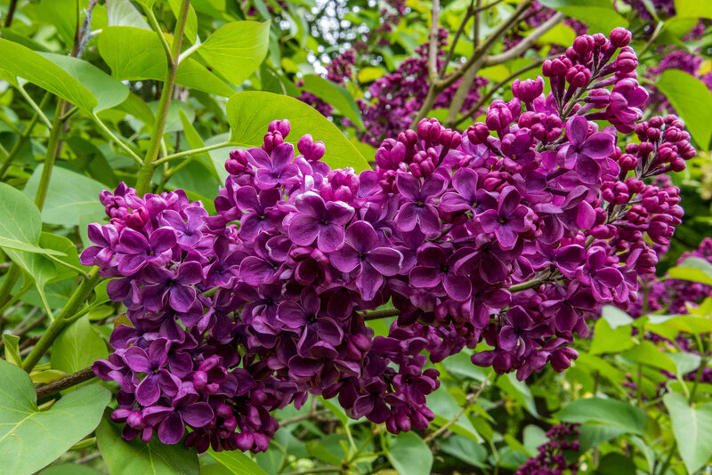 Syringa vulgaris Ludwig Späth