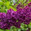 Syringa vulgaris Ludwig Späth