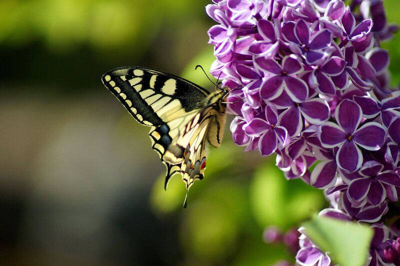 Syringa vulgaris Sensation