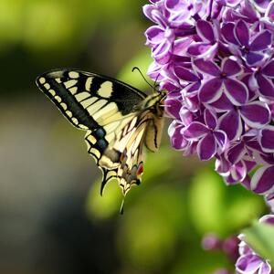 Syringa vulgaris Sensation