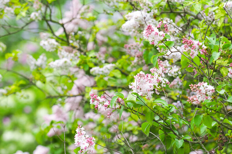 Syringa vulgaris Schöne von Moskau