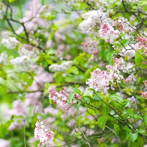 Syringa vulgaris Schöne von Moskau