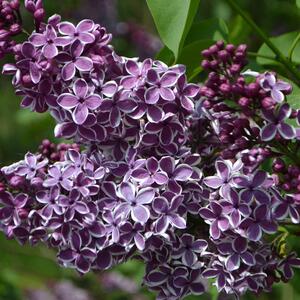 Syringa vulgaris Sensation