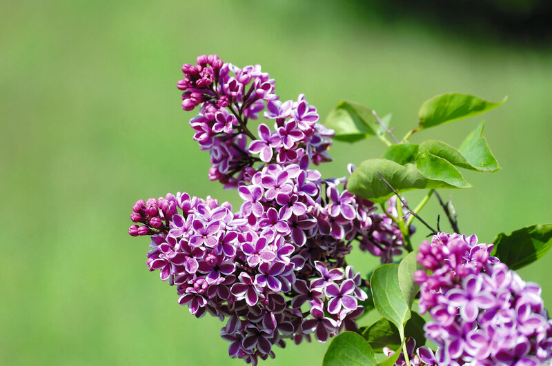 Syringa vulgaris Sensation