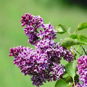 Syringa vulgaris Sensation