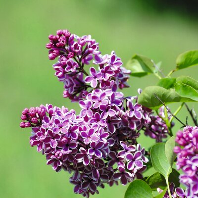 Syringa vulgaris Sensation