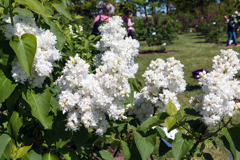 Syringa vulgaris Souvenir d'Alice Harding
