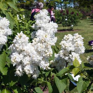 Syringa vulgaris Souvenir d'Alice Harding