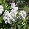 Syringa vulgaris Souvenir d'Alice Harding